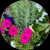danis_cache